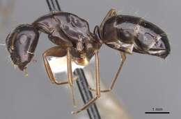 Image of <i>Camponotus sannini</i>