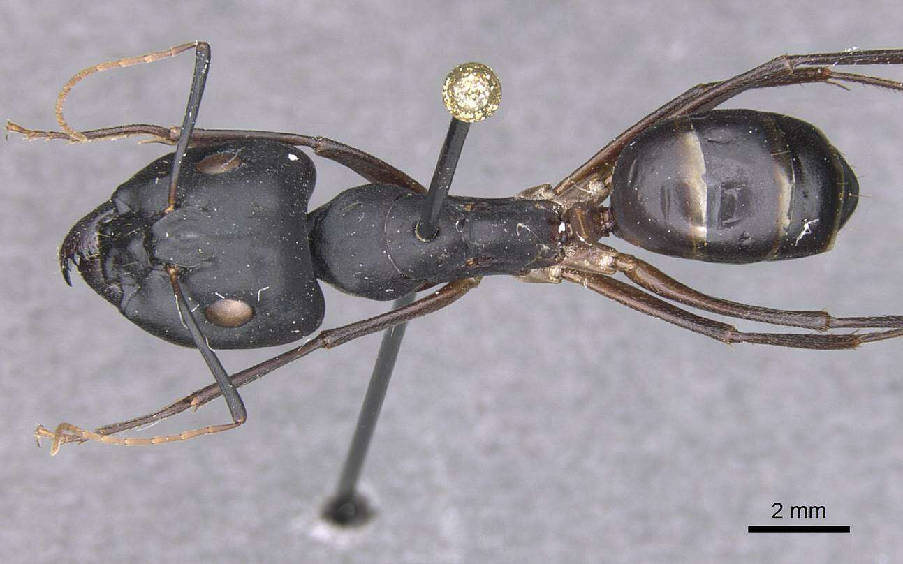 Image of Camponotus palmyrensis