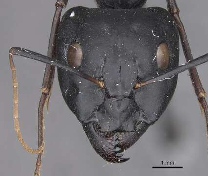 Image of Camponotus palmyrensis