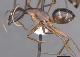 Image of Camponotus palmyrensis