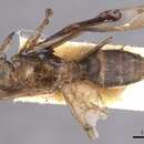 Image de Camponotus pallens (Le Guillou 1842)