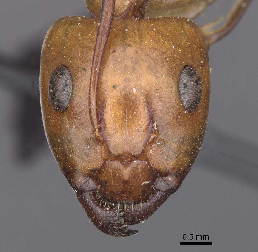 Plancia ëd Camponotus turkestanus Andre 1882