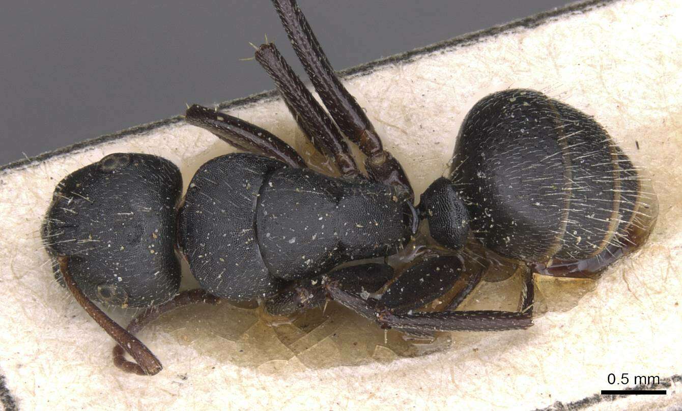 Plancia ëd Camponotus libanicus Andre 1881