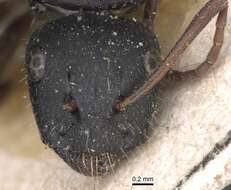 Image de Camponotus libanicus Andre 1881