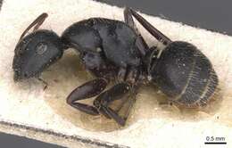 Plancia ëd Camponotus libanicus Andre 1881