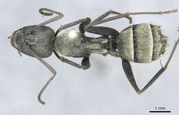 Image of Camponotus micans (Nylander 1856)