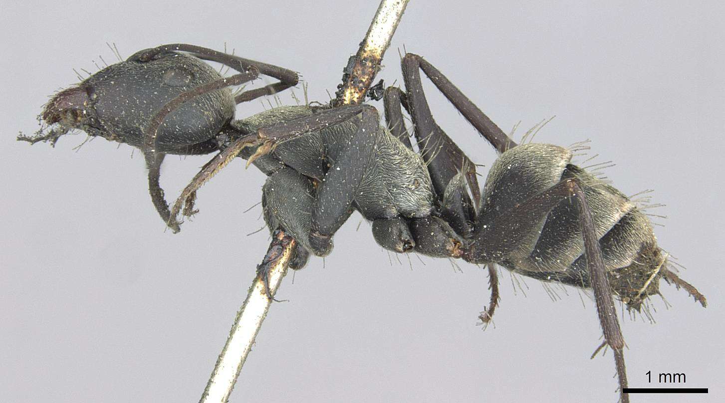 Image of Camponotus micans (Nylander 1856)