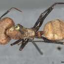 Image de Camponotus plutus Santschi 1922
