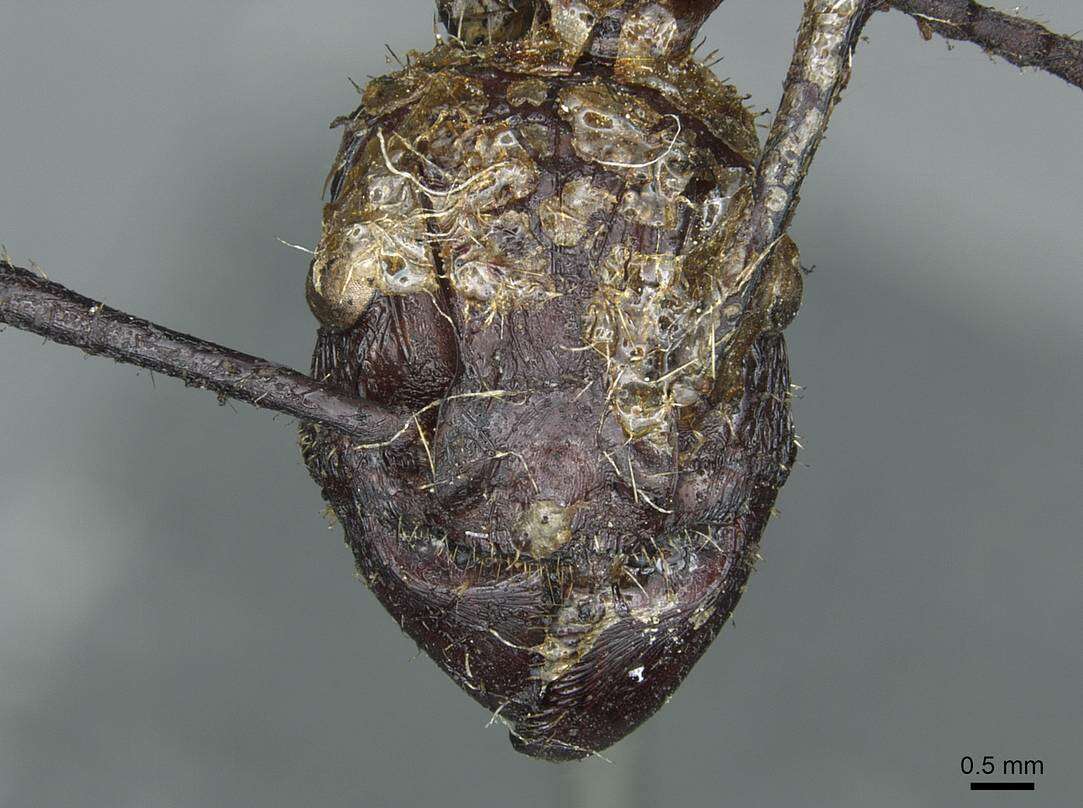 Image of Paraponera