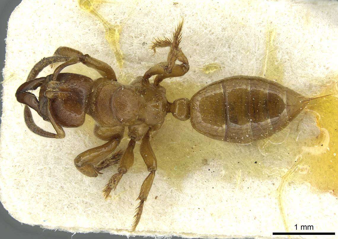 Imagem de Centromyrmex sellaris Mayr 1896