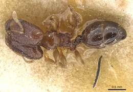 Image of Pheidole nigritella Bernard 1953