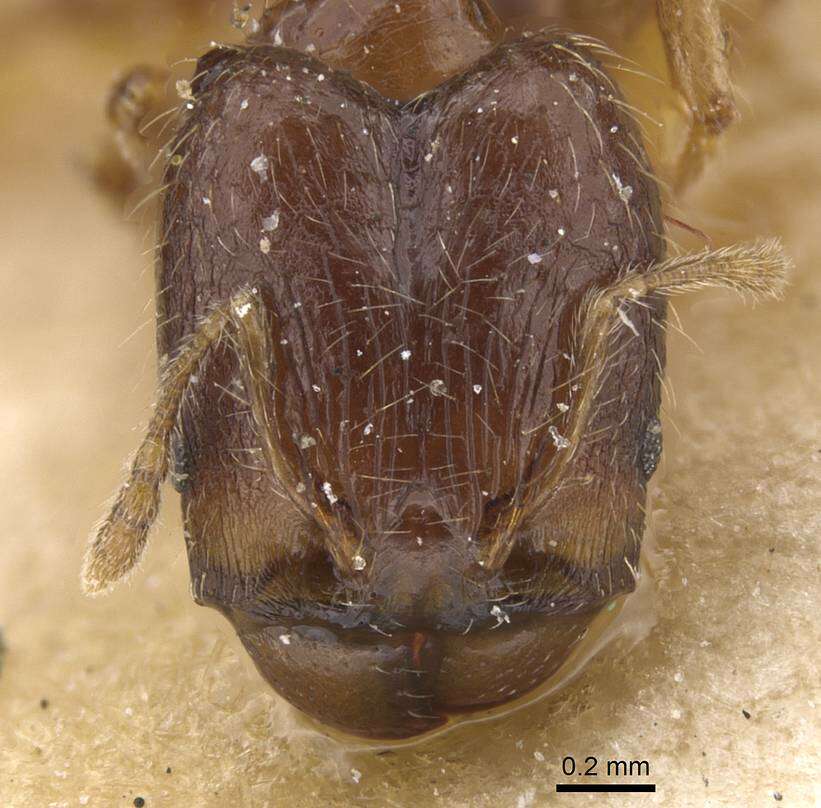 Image of Pheidole nigritella Bernard 1953