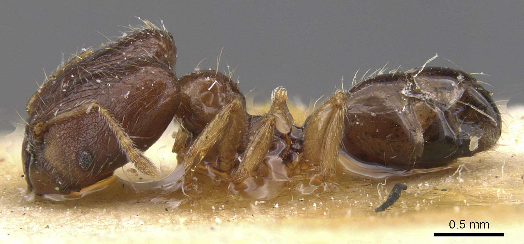 Image of Pheidole nigritella Bernard 1953