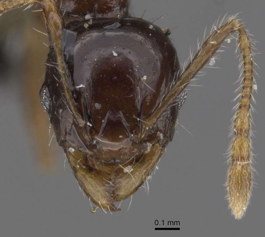 Image of Pheidole nigritella Bernard 1953