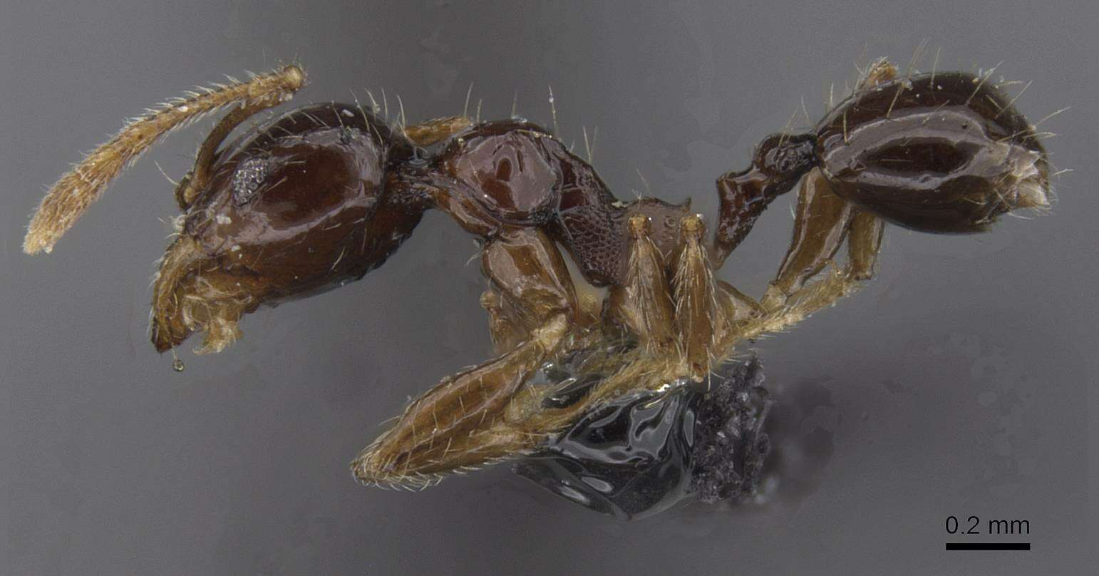 Image of Pheidole nigritella Bernard 1953