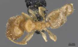 Image of Pheidole minuscula Bernard 1953