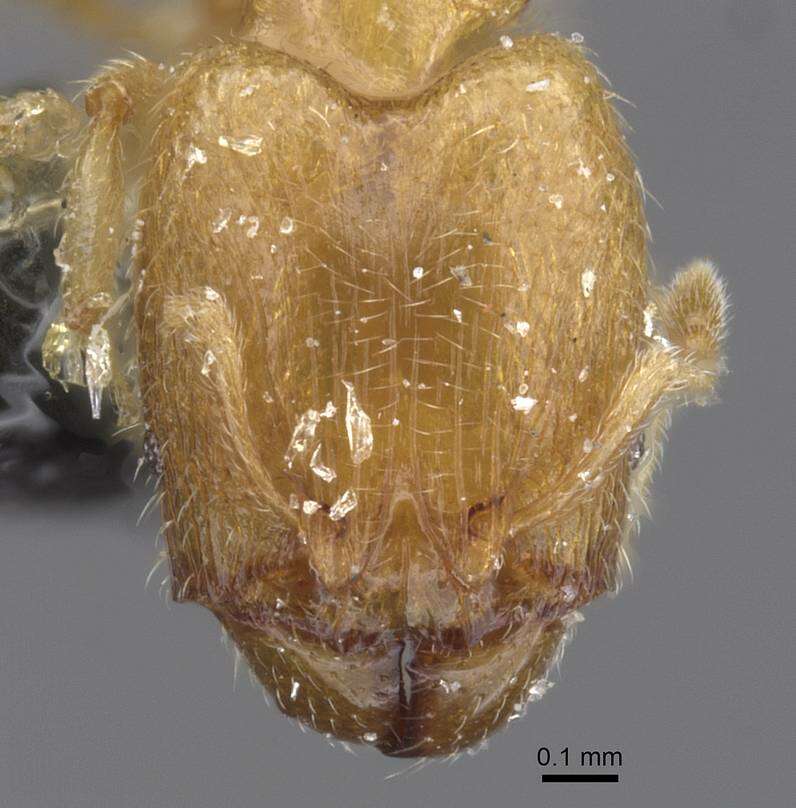 Image of Pheidole minuscula Bernard 1953