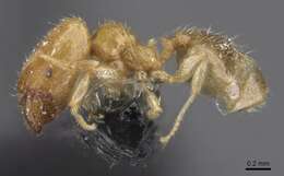 Image of Pheidole minuscula Bernard 1953