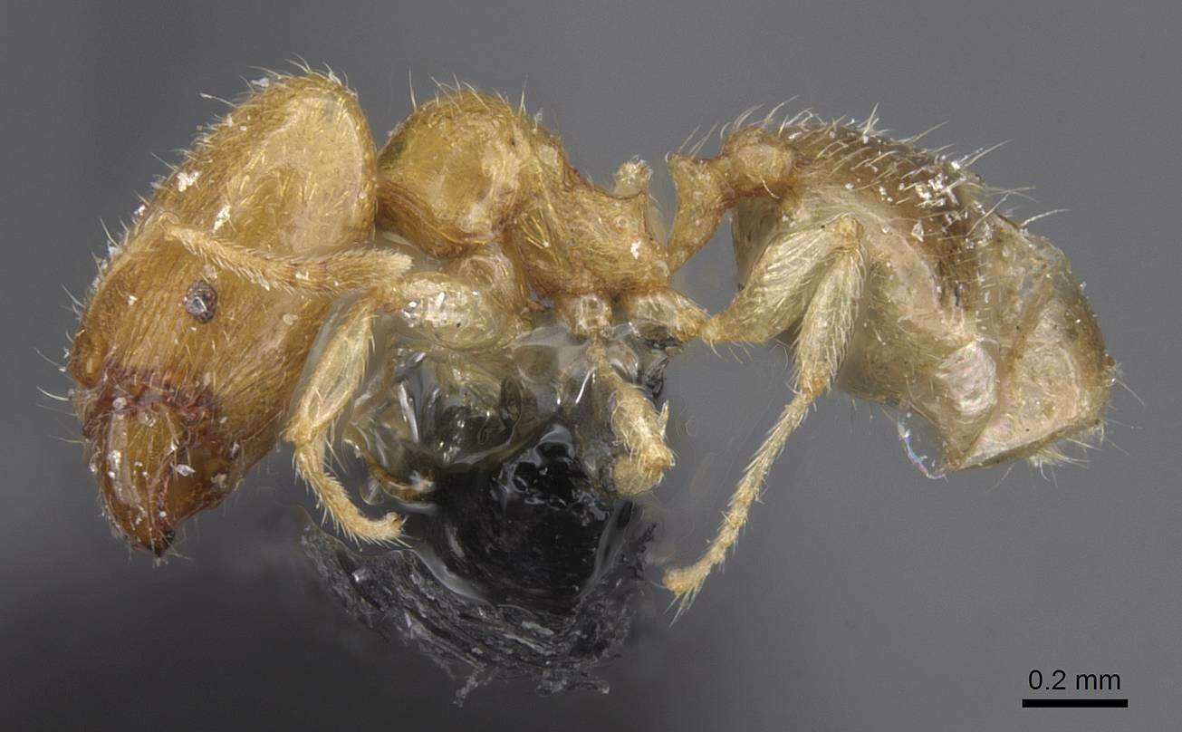 Image of Pheidole minuscula Bernard 1953