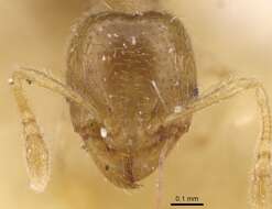 Image of Pheidole minuscula Bernard 1953