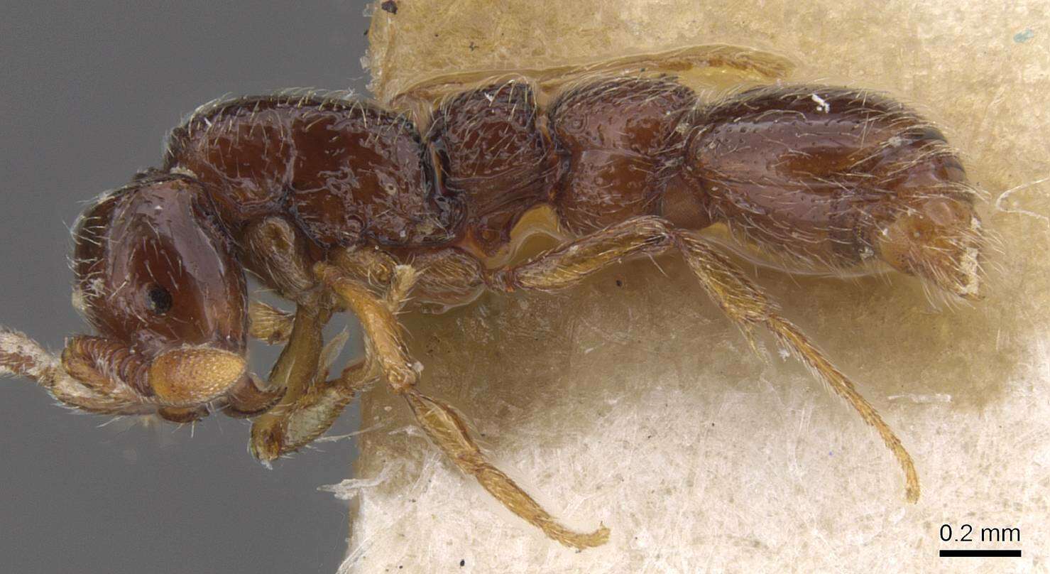 Image of Parasyscia villiersi