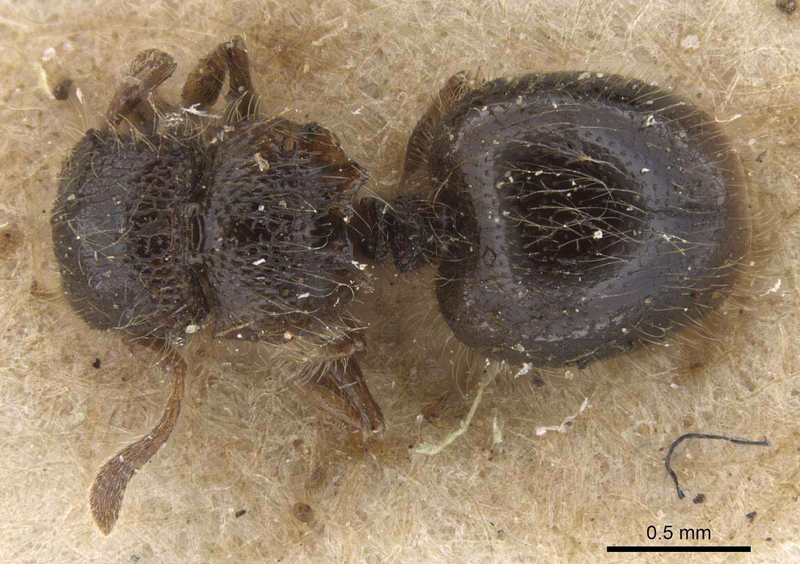 Image of Meranoplus clypeatus Bernard 1953