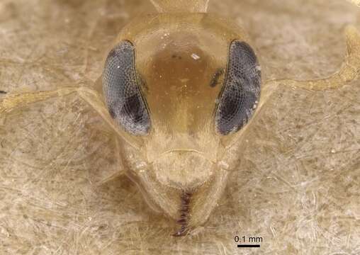 Image de Gesomyrmex