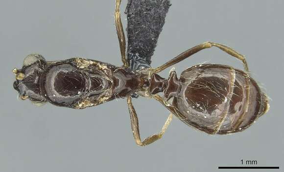 Image of Monomorium grassei (Tohme 1980)