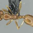 Image of Monomorium syriacum (Tohme 1980)