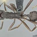Image of Aphaenogaster espadaleri Cagniant 1984