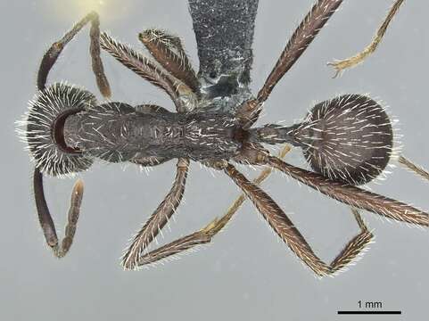 Image de Aphaenogaster espadaleri Cagniant 1984