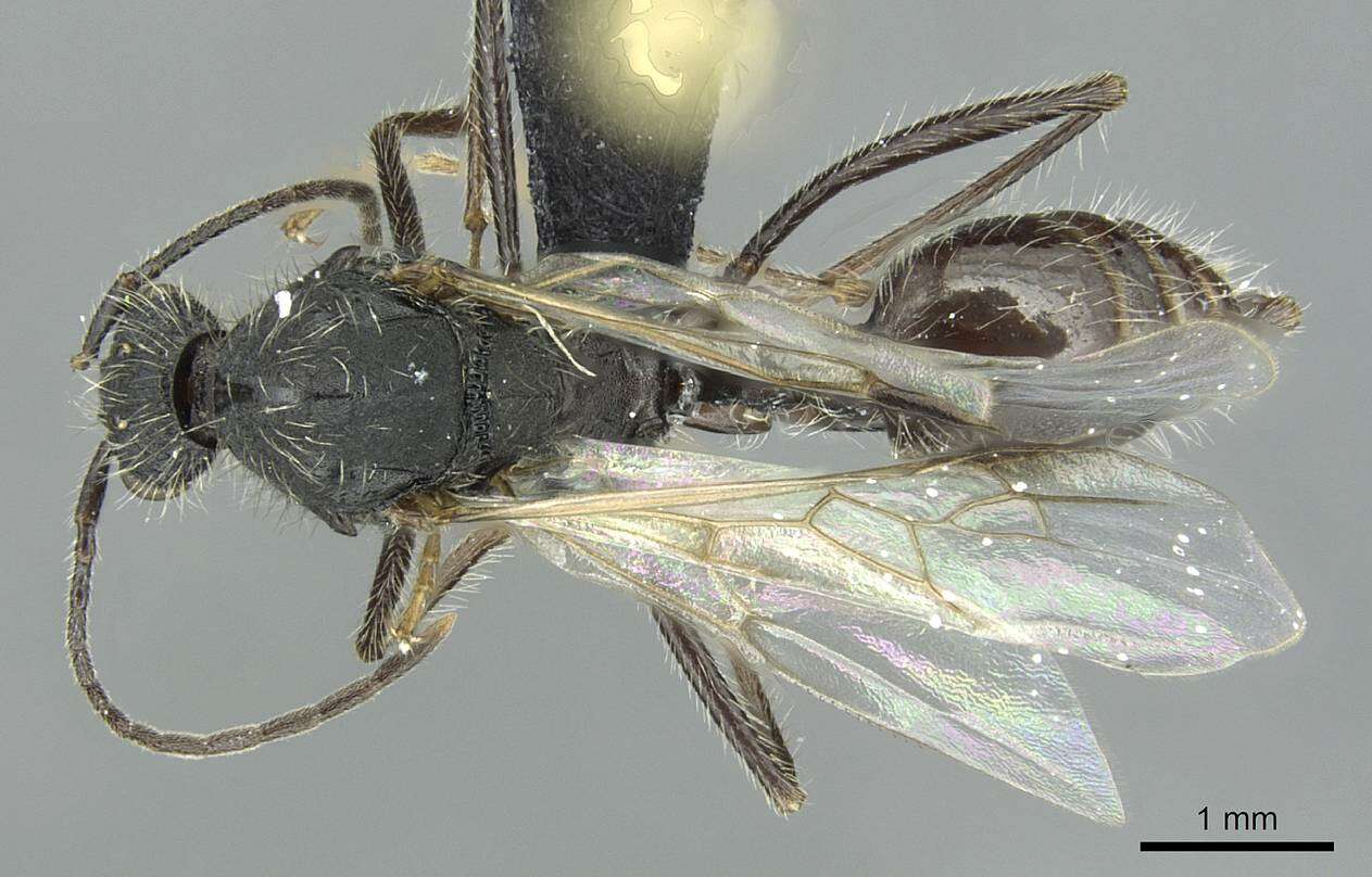 Image of Aphaenogaster espadaleri Cagniant 1984