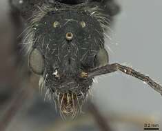 Image of Aphaenogaster espadaleri Cagniant 1984