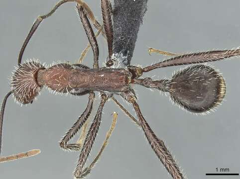 Image of Aphaenogaster fallax Cagniant 1992