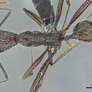 Image of Aphaenogaster torossiani Cagniant 1988