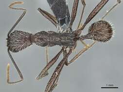 Image of Aphaenogaster torossiani Cagniant 1988