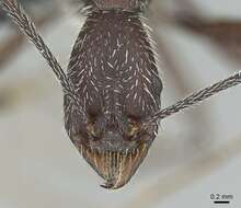 Image of Aphaenogaster torossiani Cagniant 1988