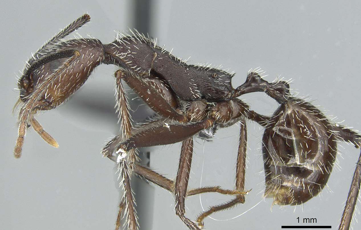 Image of Aphaenogaster torossiani Cagniant 1988