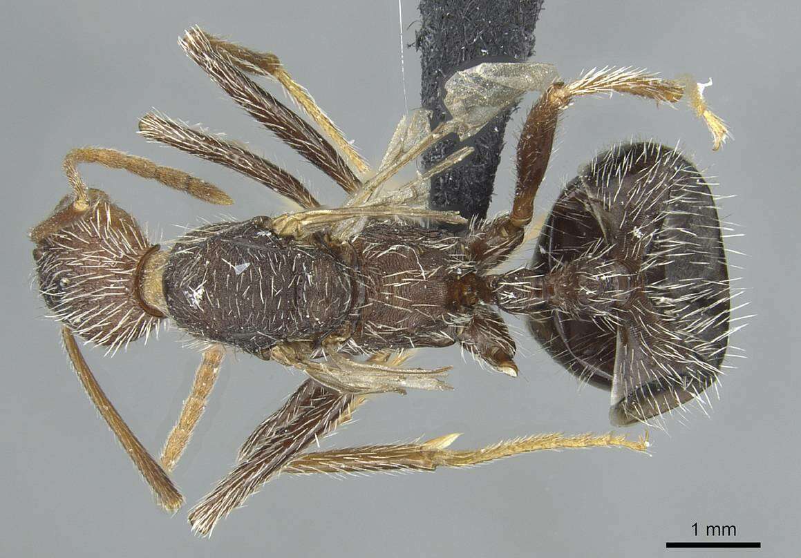 Image of Aphaenogaster torossiani Cagniant 1988