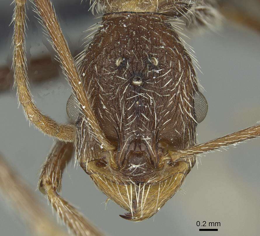 Image of Aphaenogaster torossiani Cagniant 1988