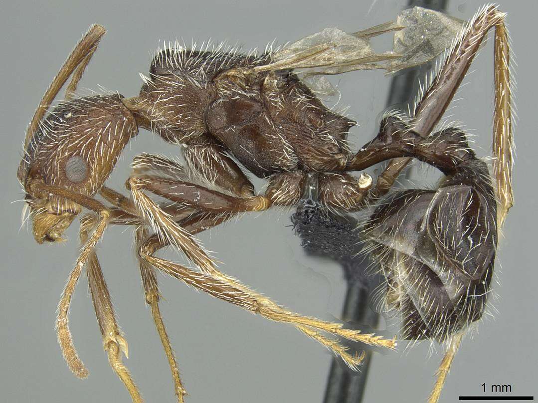 Image of Aphaenogaster torossiani Cagniant 1988