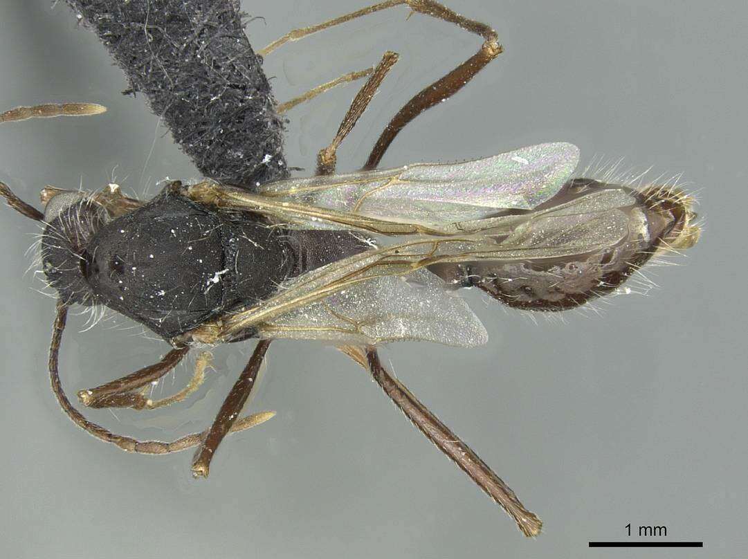 Image of Aphaenogaster torossiani Cagniant 1988