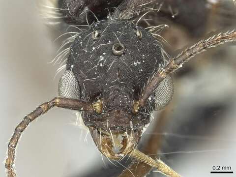 Image of Aphaenogaster torossiani Cagniant 1988