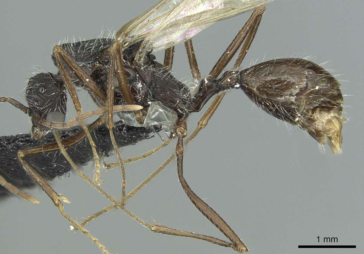 Image of Aphaenogaster torossiani Cagniant 1988