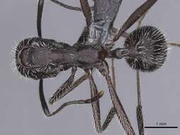 Image of Aphaenogaster tinauti Cagniant 1992