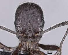 Image of Aphaenogaster tinauti Cagniant 1992