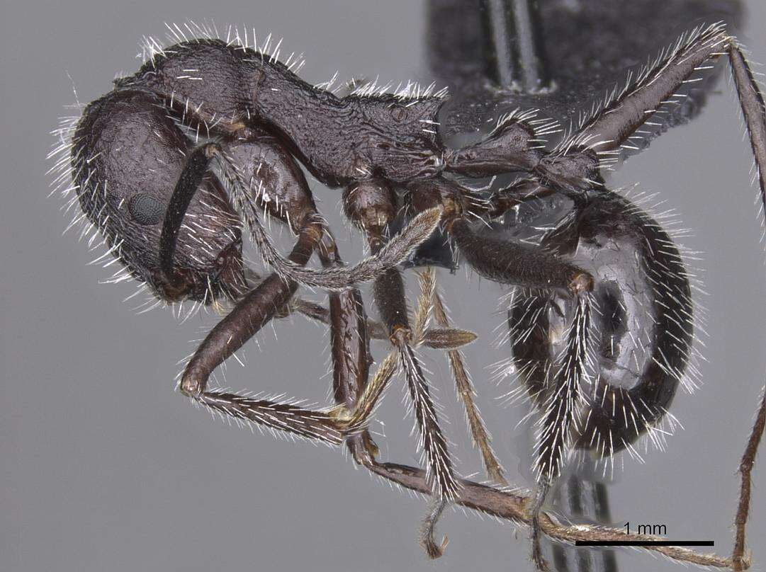 Image of Aphaenogaster tinauti Cagniant 1992