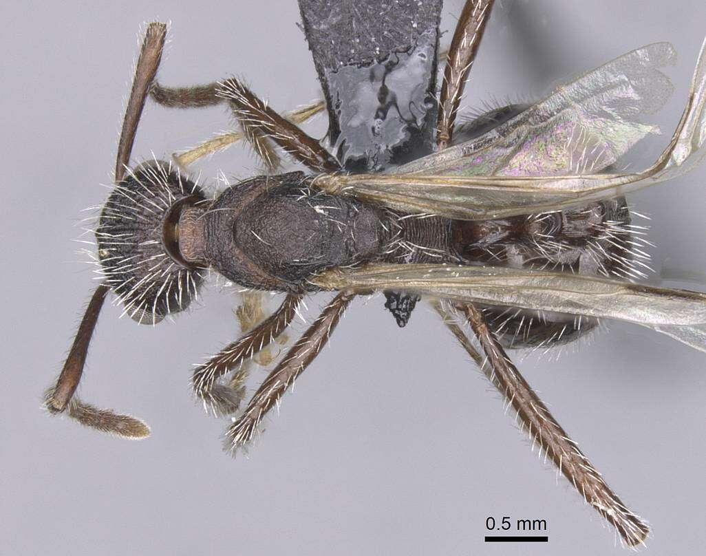 Image of Aphaenogaster tinauti Cagniant 1992
