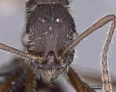 Image of Aphaenogaster tinauti Cagniant 1992