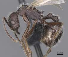 Image of Aphaenogaster tinauti Cagniant 1992